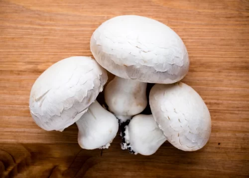 quality of mushroom growing